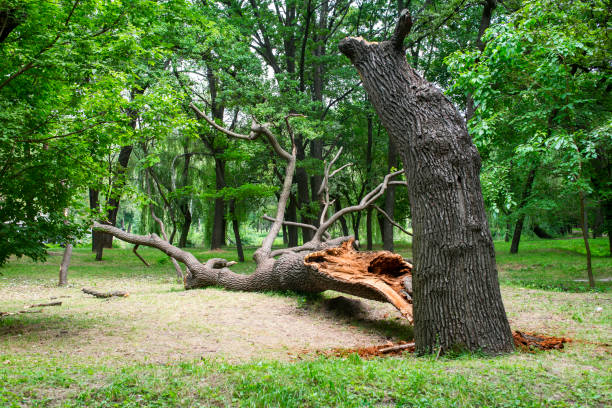 Best Hazardous Tree Removal  in Koloa, HI