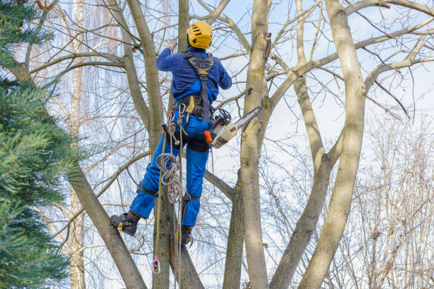 Best Tree Cabling and Bracing  in Koloa, HI