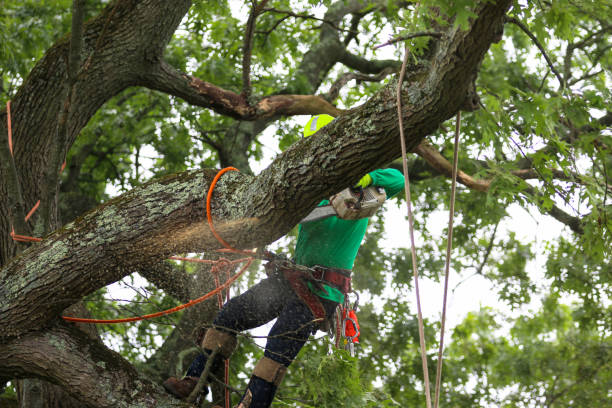 Trusted Koloa, HI Tree Care Experts