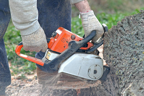Pest Control for Lawns in Koloa, HI